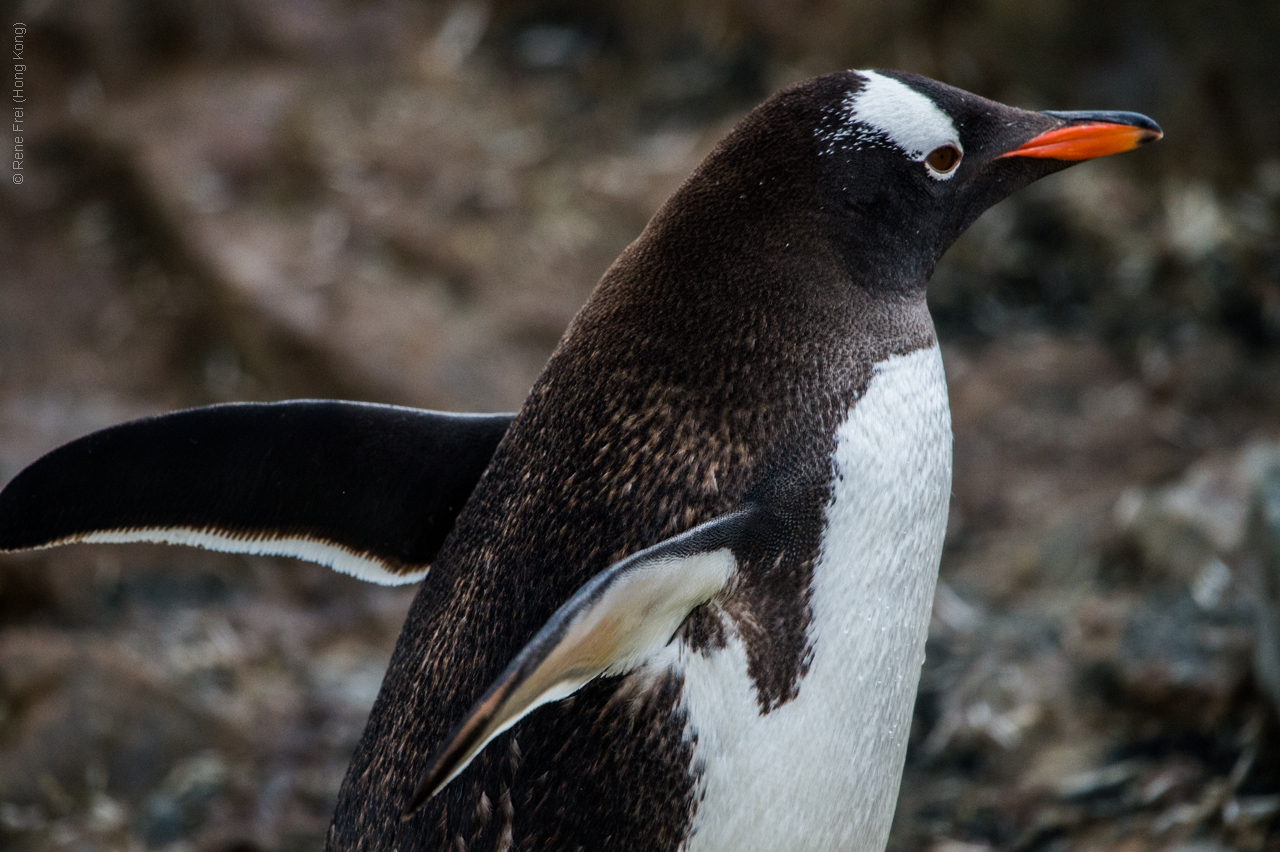 Antarctica - January 2017