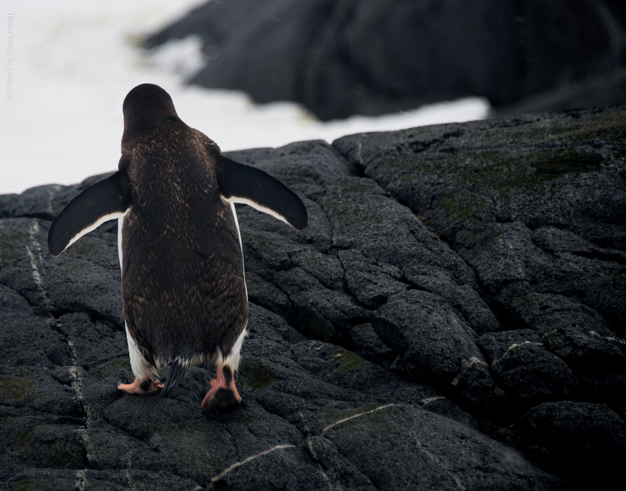 Antarctica - January 2017