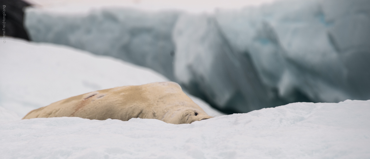 Antarctica - January 2017