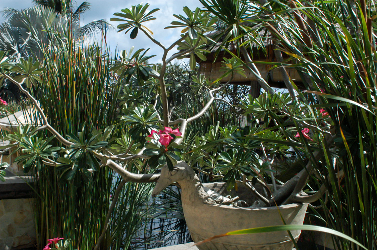 Bali - Indonesia - 2003
