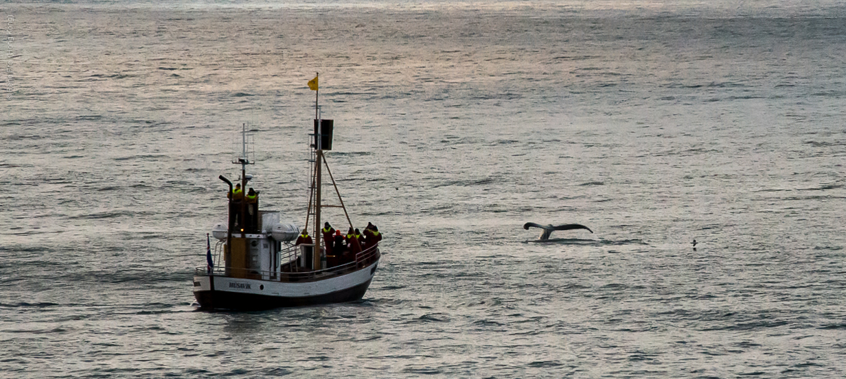 Husavik - Iceland - 2015
