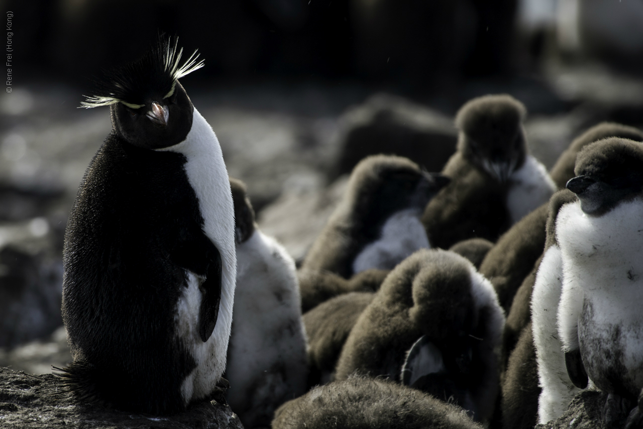 Port Stanley - Falkland Islands - January 2017